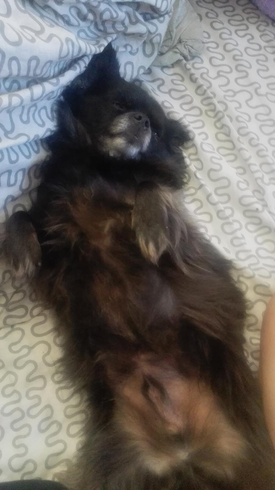 Chihuahua Gustav billede 18