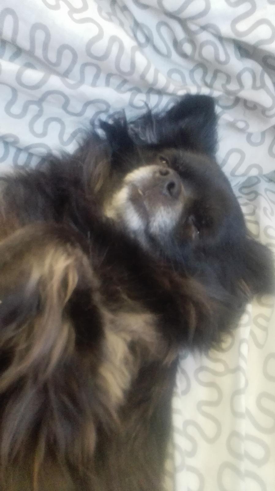 Chihuahua Gustav billede 19