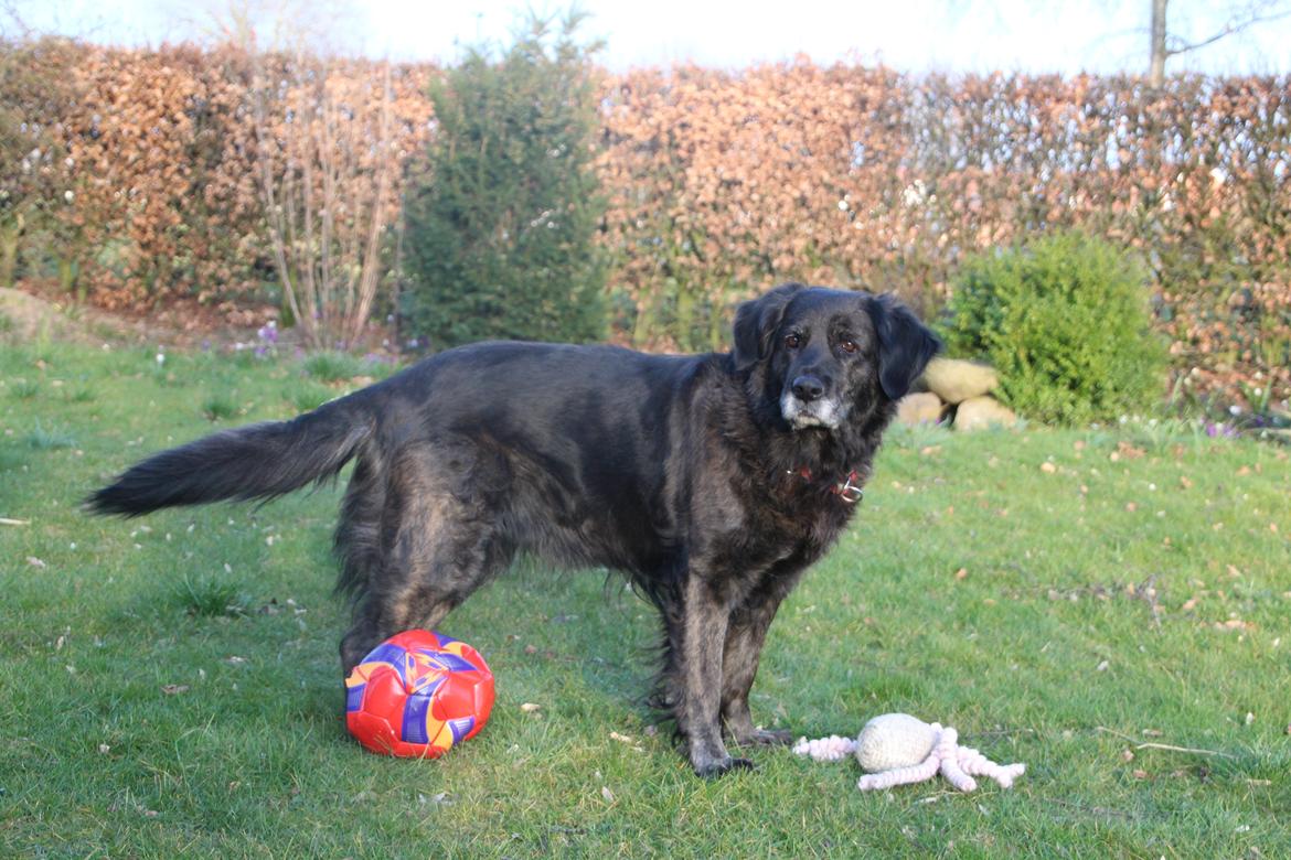 Blanding af racer Dina billede 23