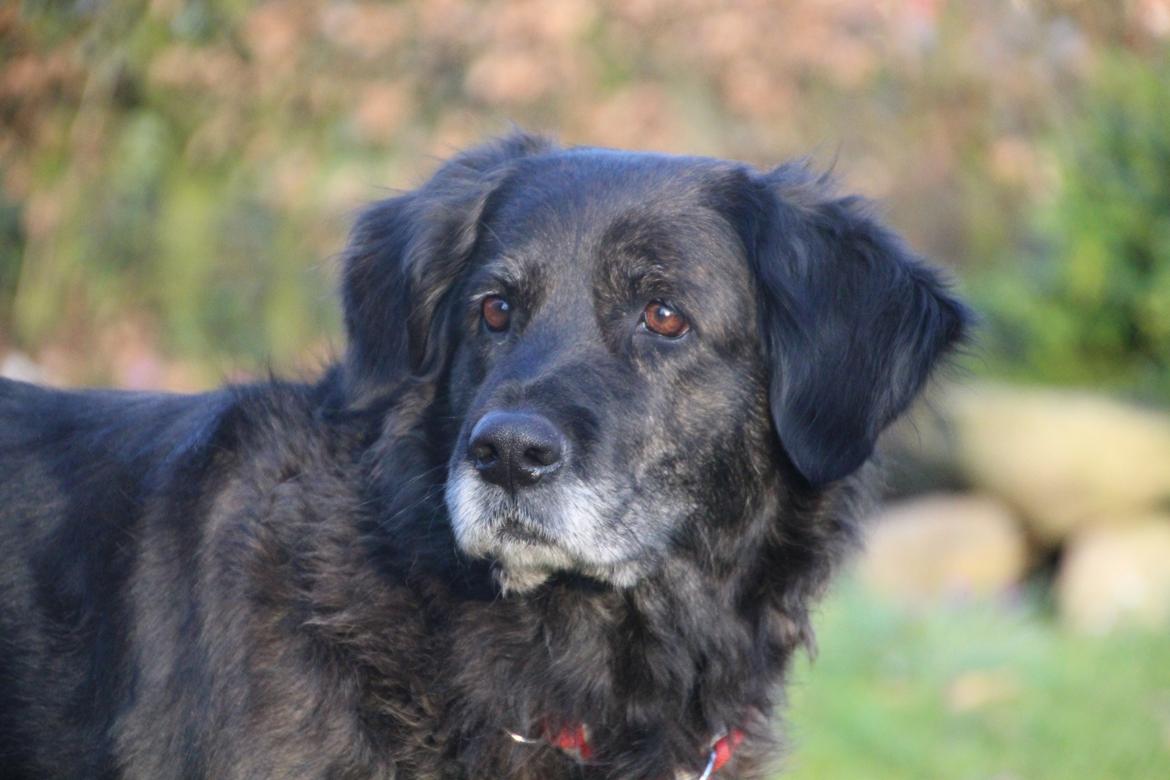 Blanding af racer Dina billede 24