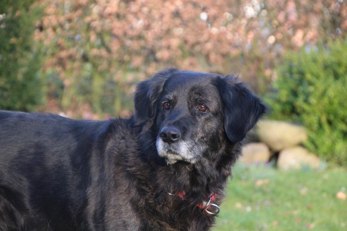 Blanding af racer Dina billede 27