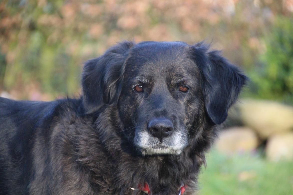 Blanding af racer Dina billede 25