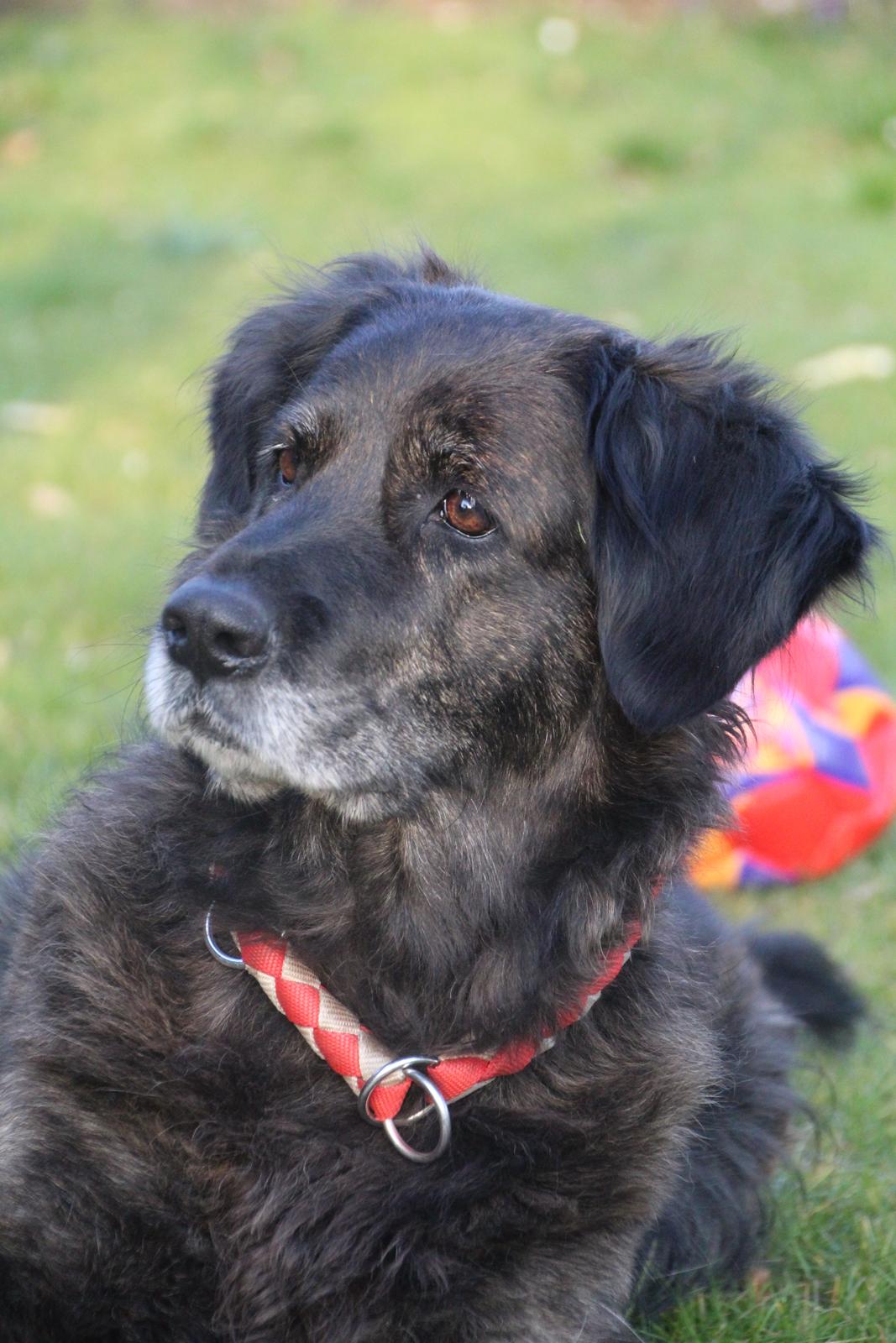 Blanding af racer Dina billede 1