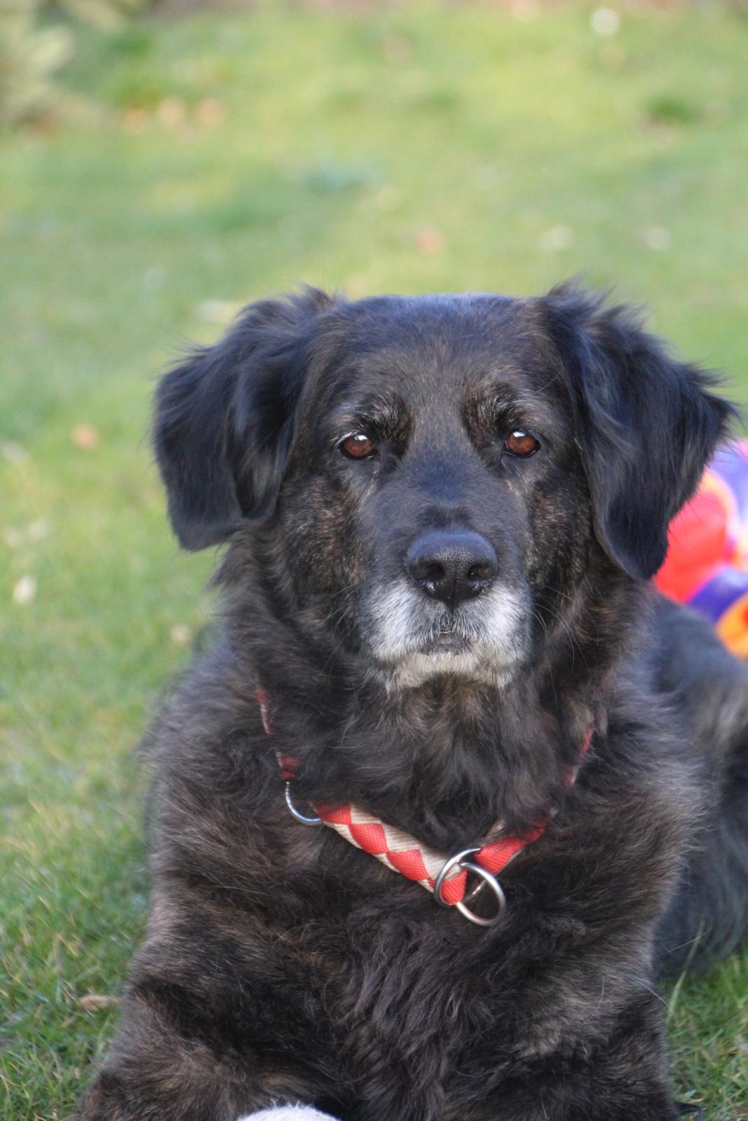 Blanding af racer Dina billede 26