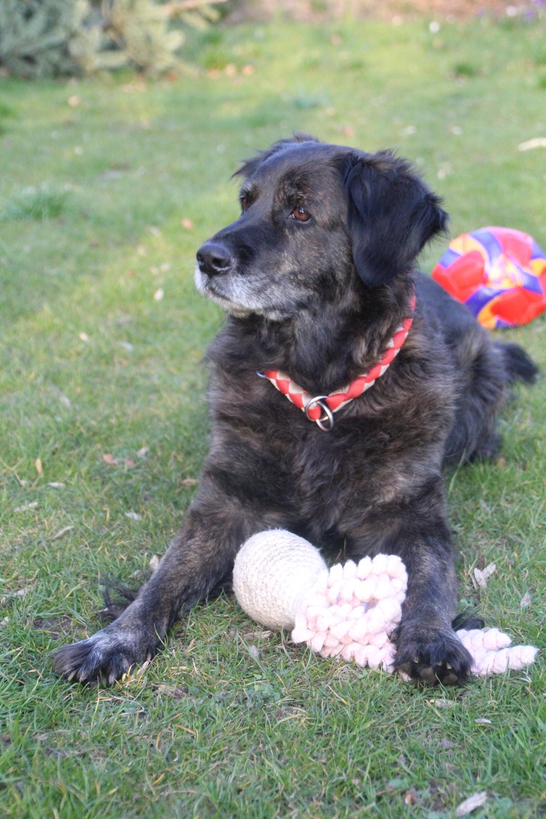 Blanding af racer Dina billede 2