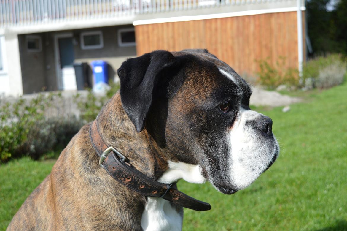 Boxer Ronja  billede 1