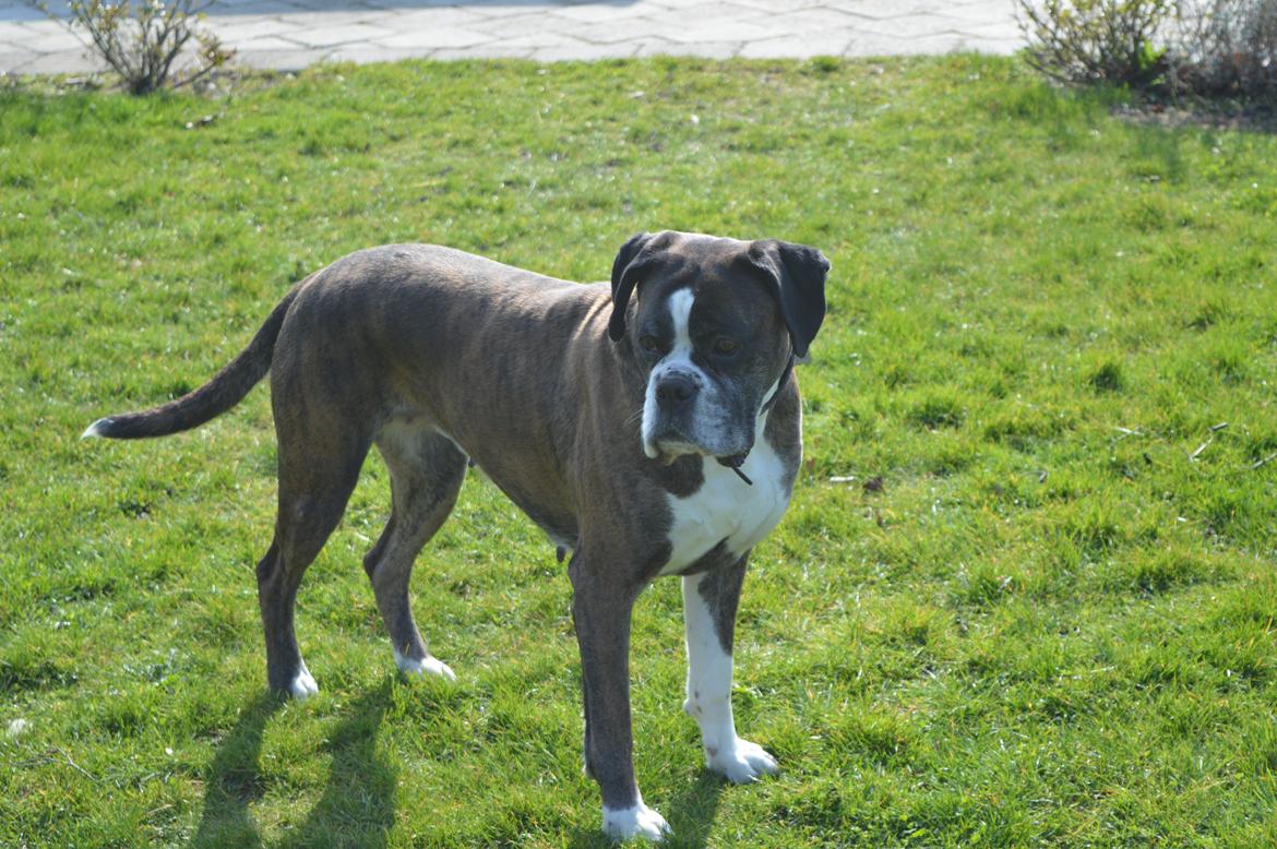 Boxer Ronja  billede 5