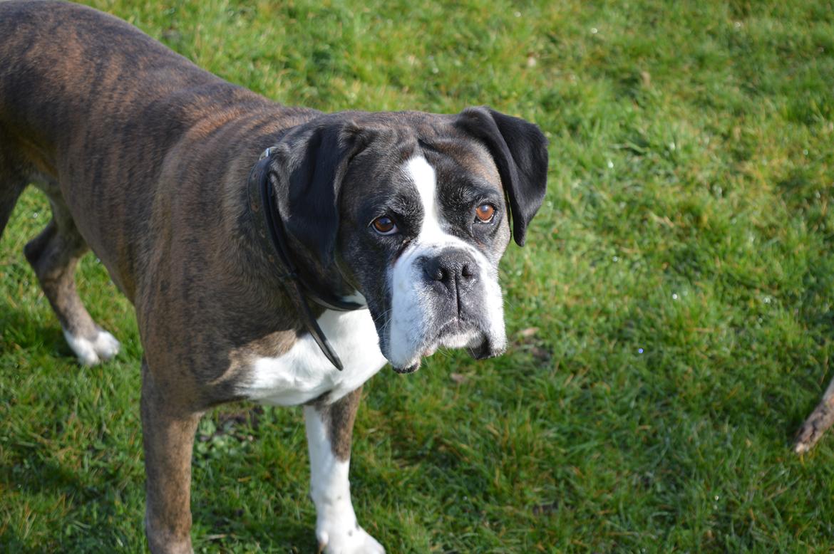 Boxer Ronja  billede 4