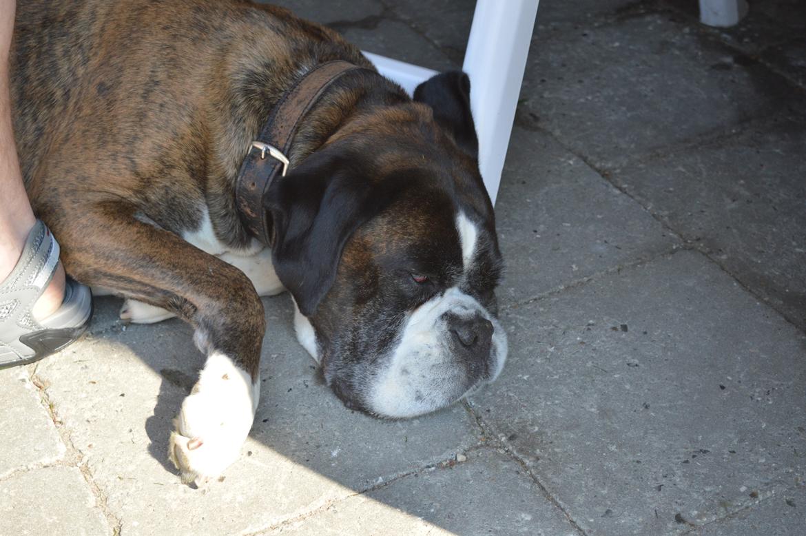 Boxer Ronja  billede 7