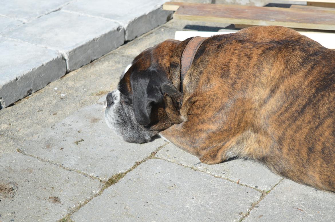 Boxer Ronja  billede 8