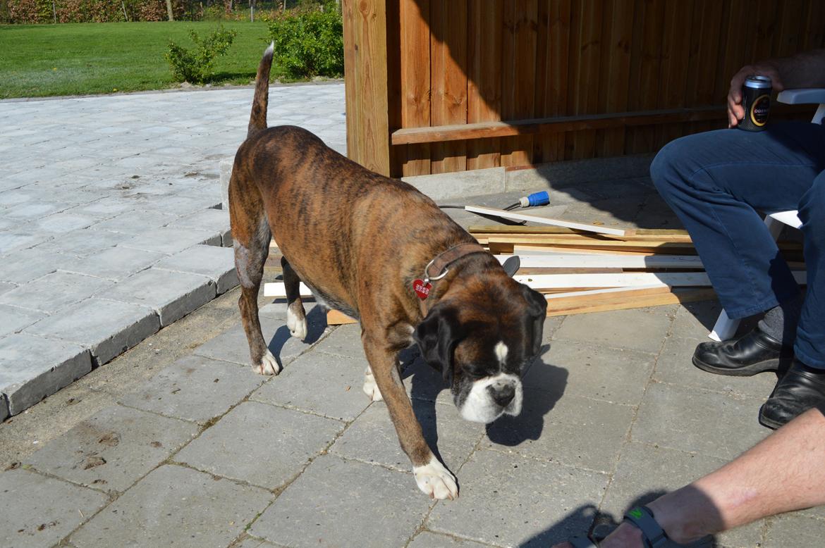 Boxer Ronja  billede 9