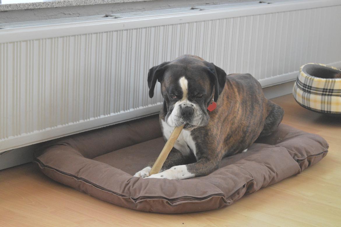 Boxer Ronja  billede 10