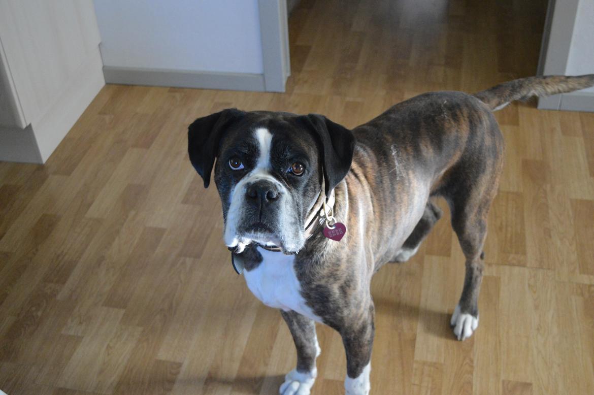 Boxer Ronja  billede 11