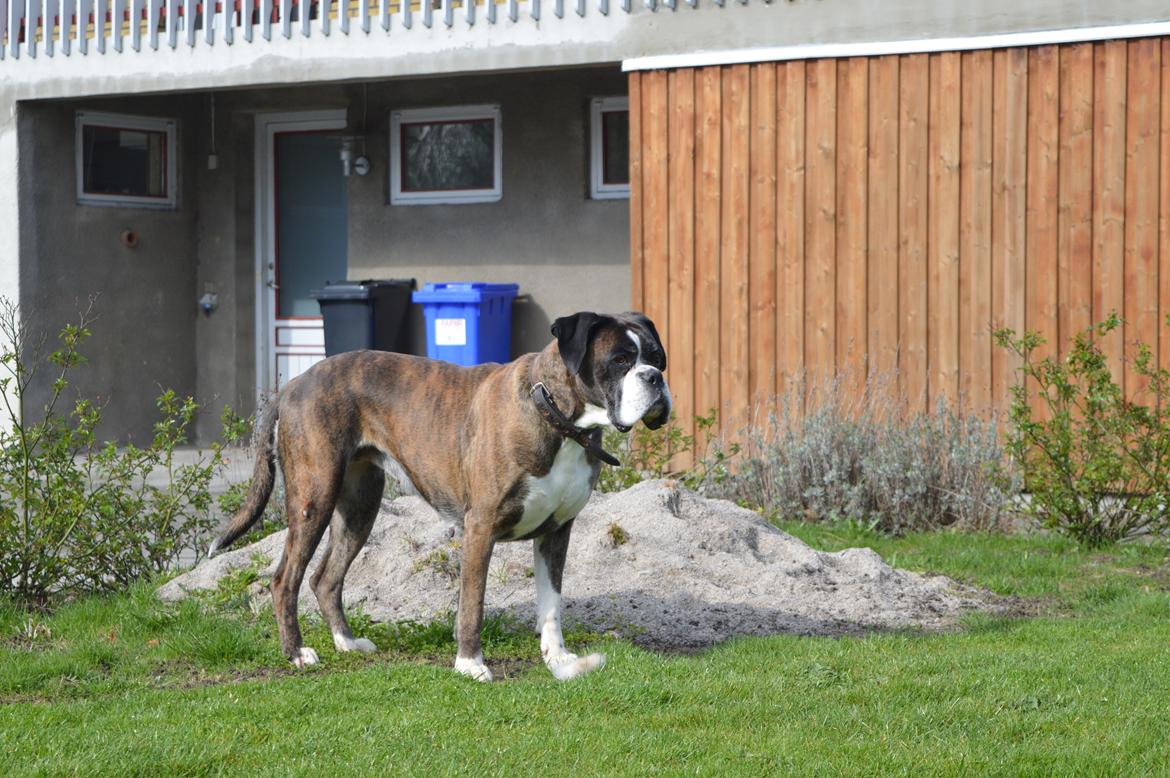 Boxer Ronja  billede 6