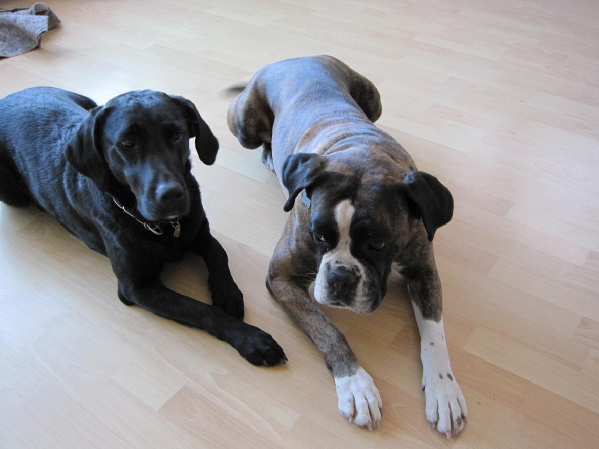 Boxer Ronja  billede 14