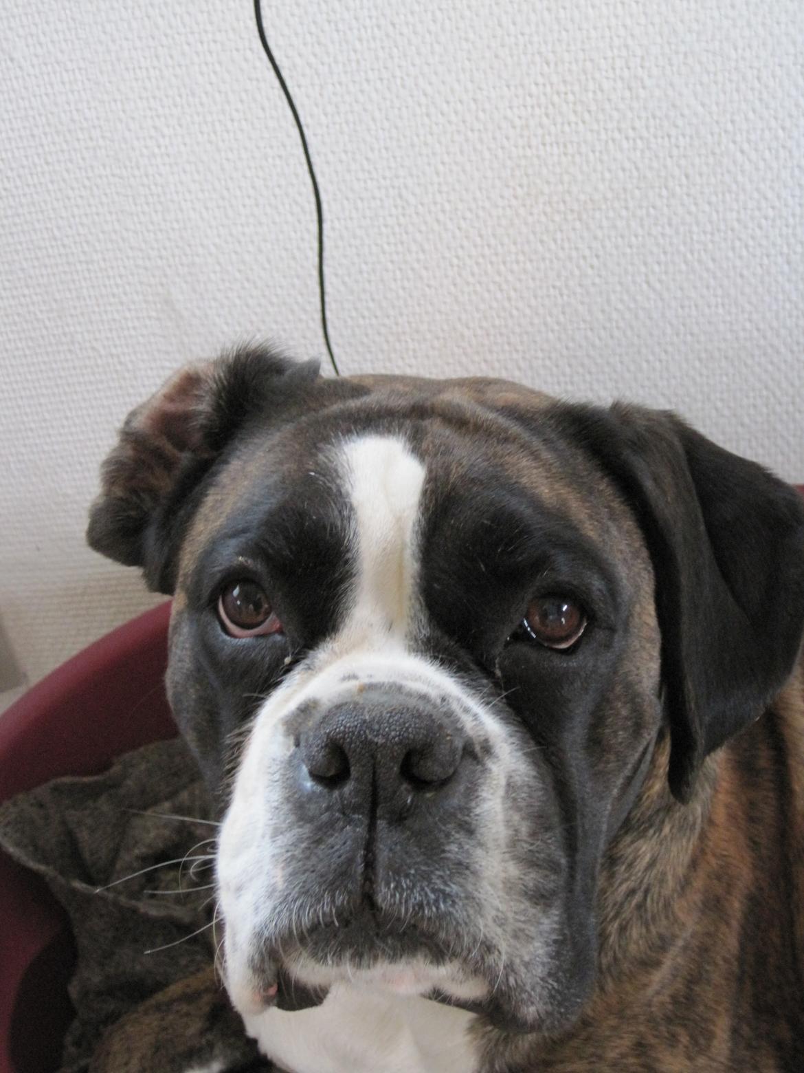 Boxer Ronja  billede 16