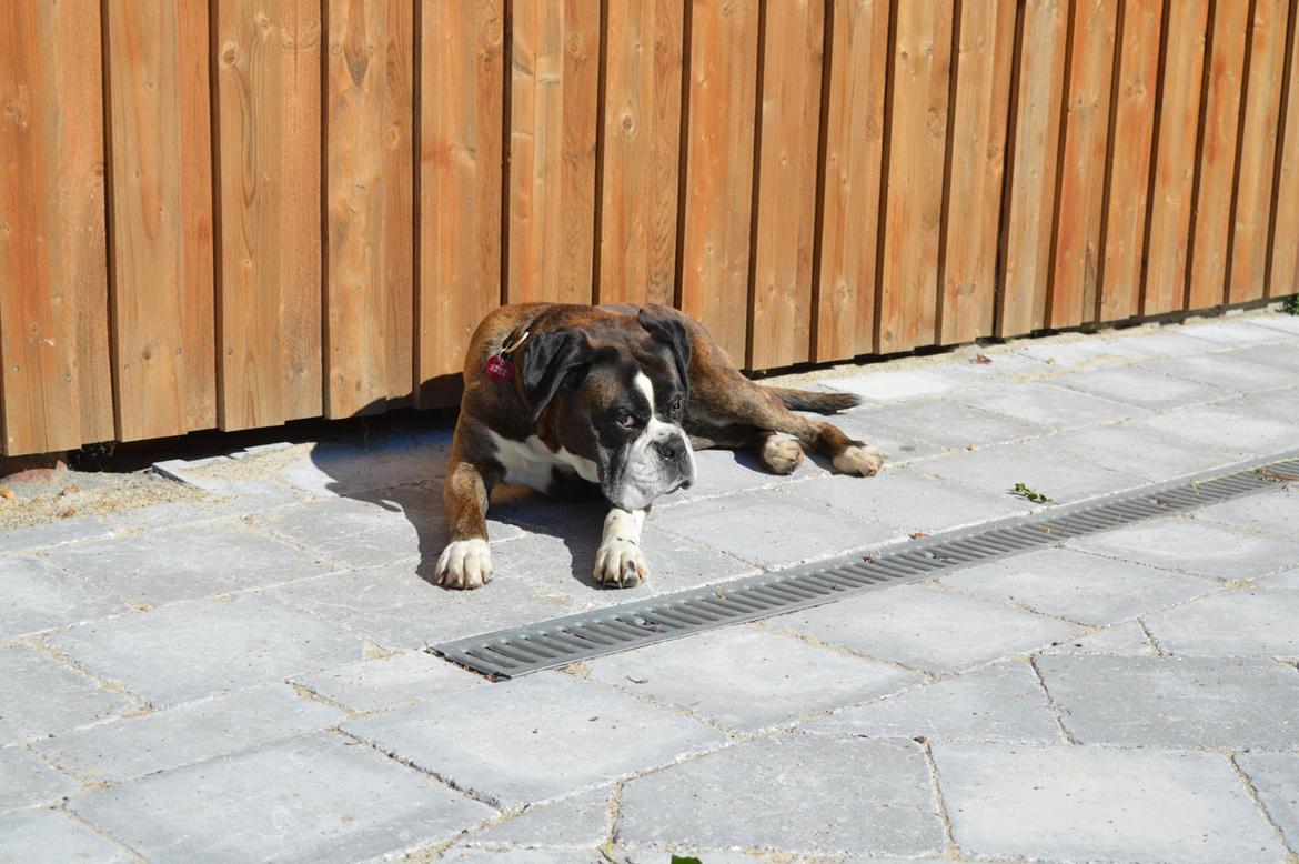 Boxer Ronja  billede 13