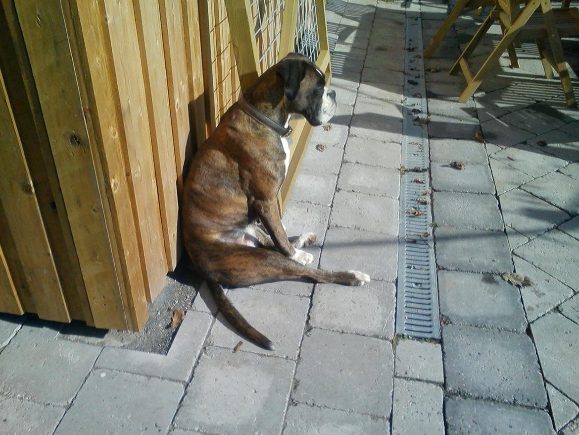 Boxer Ronja  billede 18