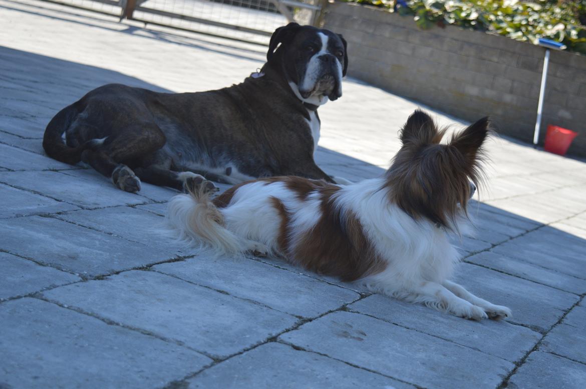 Boxer Ronja  billede 19