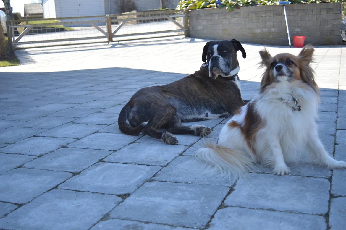 Boxer Ronja  billede 20