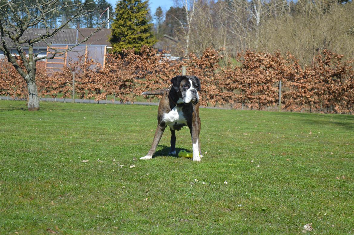 Boxer Ronja  billede 22