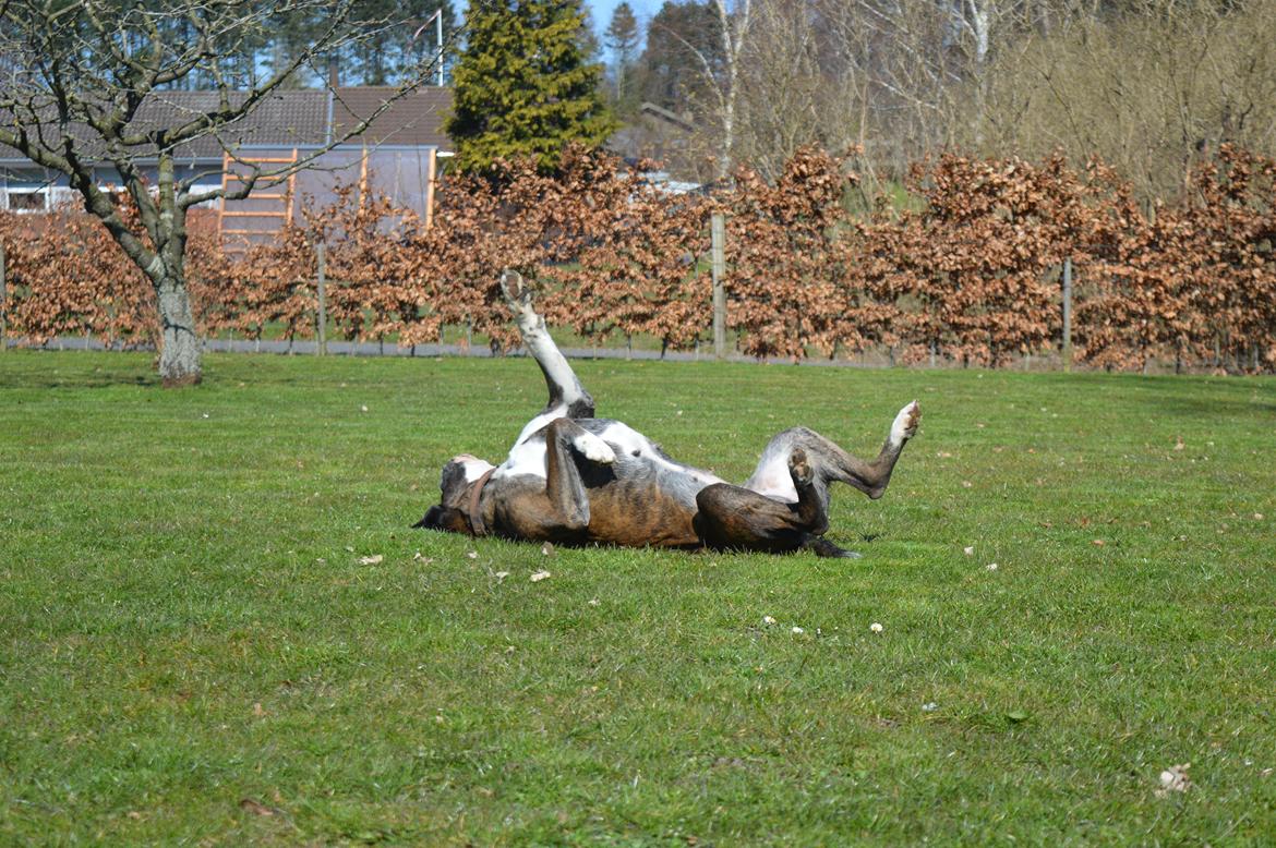 Boxer Ronja  billede 23