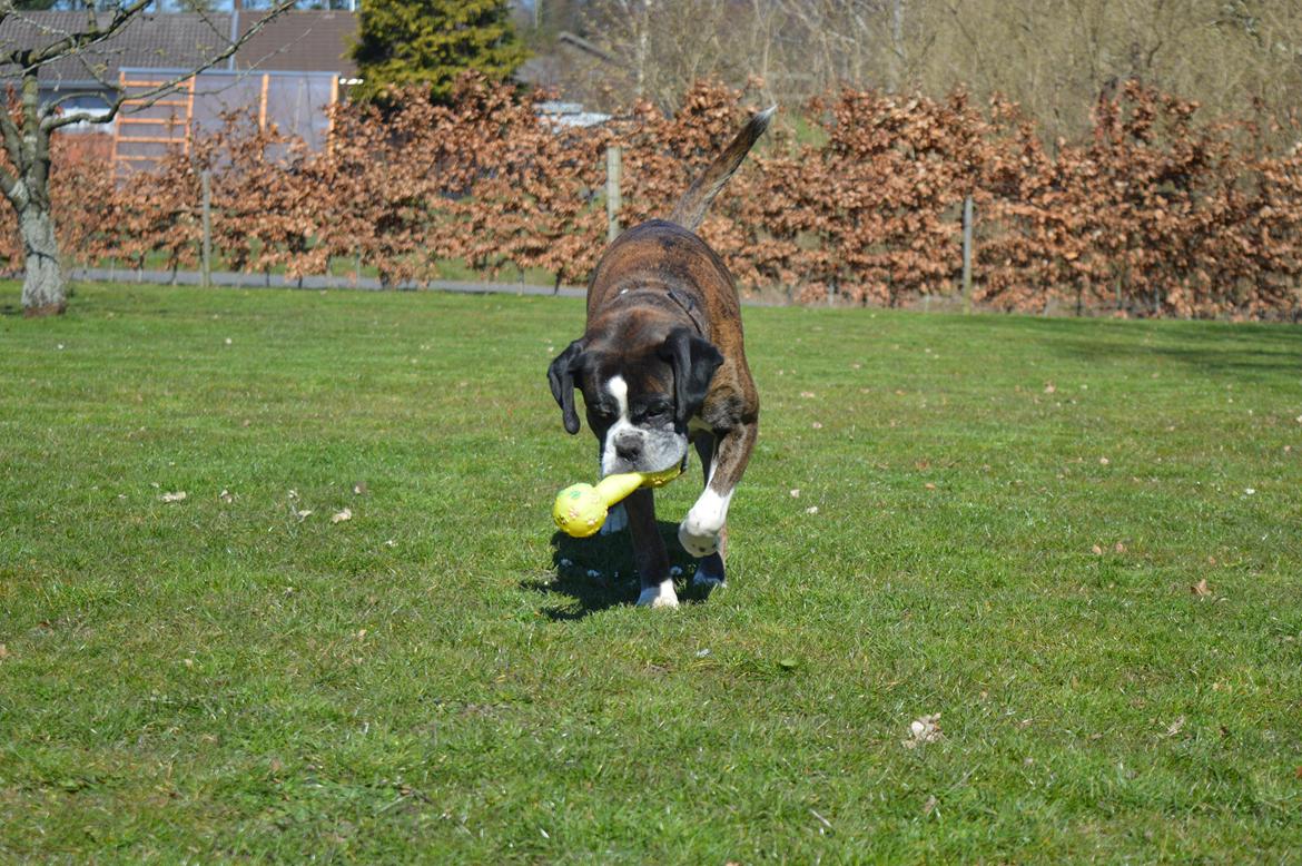 Boxer Ronja  billede 24