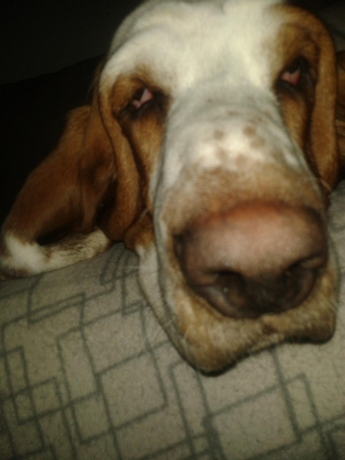 Basset hound Bertha billede 3