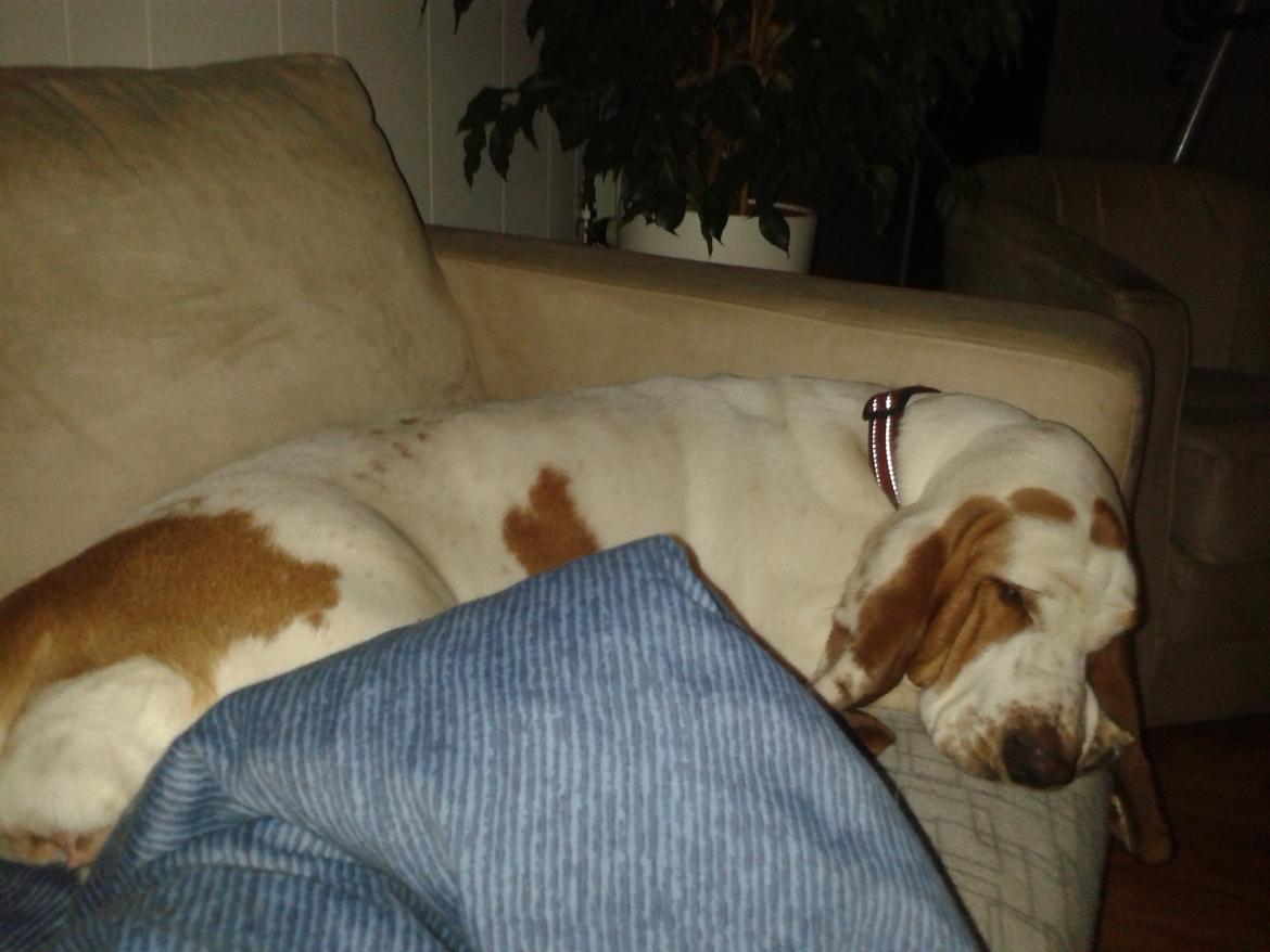 Basset hound Bertha billede 4