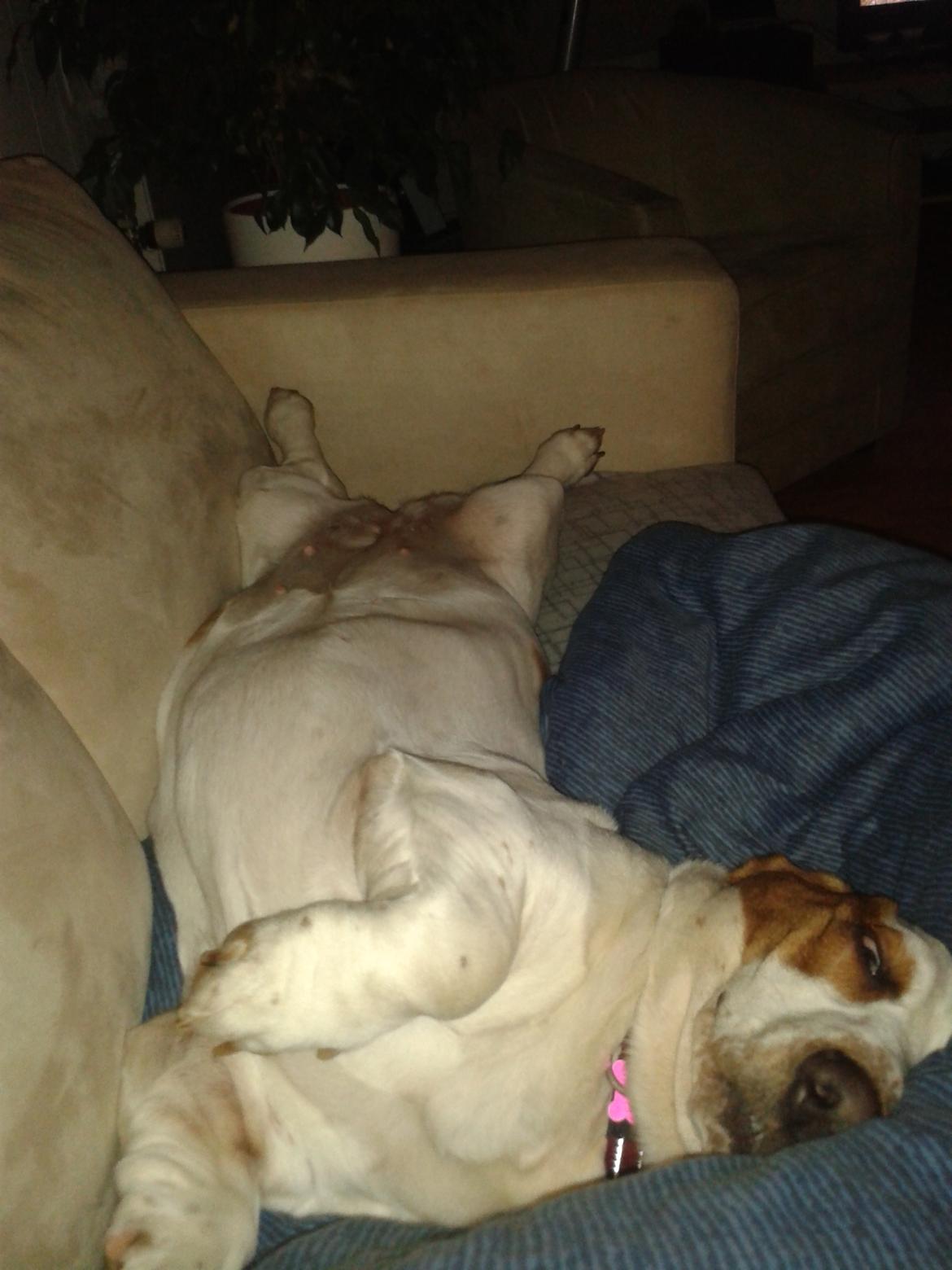 Basset hound Bertha billede 5