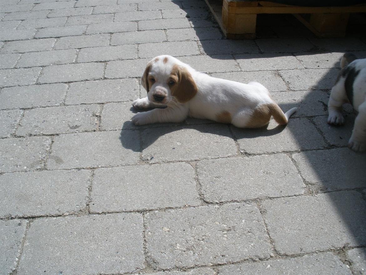 Basset hound Bertha billede 7