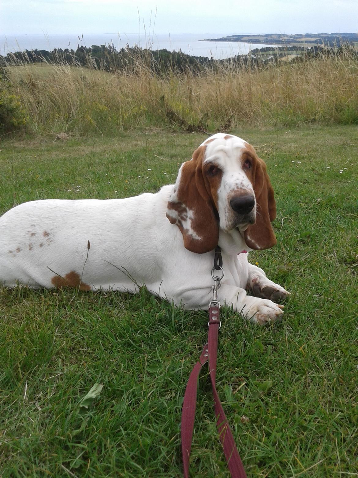 Basset hound Bertha billede 2