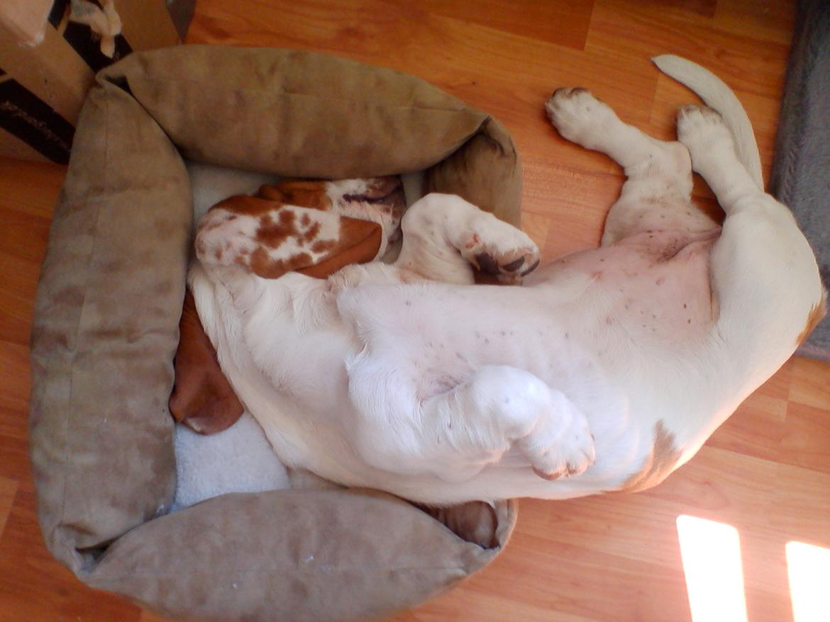 Basset hound Bertha billede 9