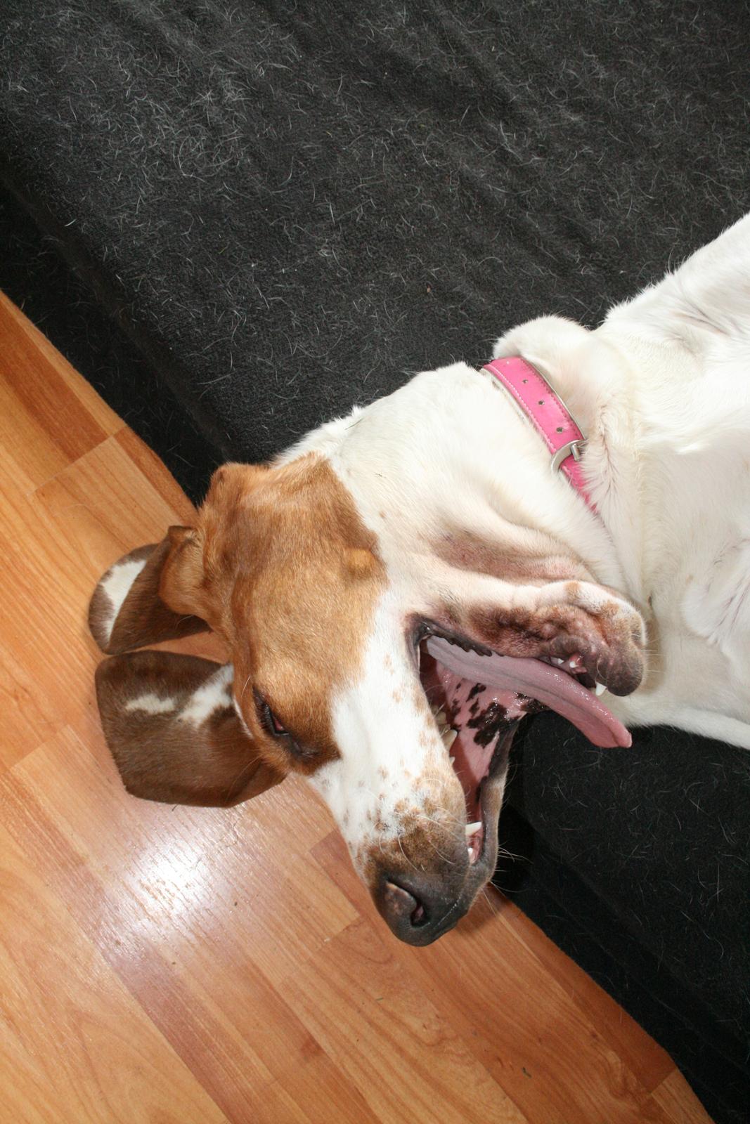 Basset hound Bertha billede 10