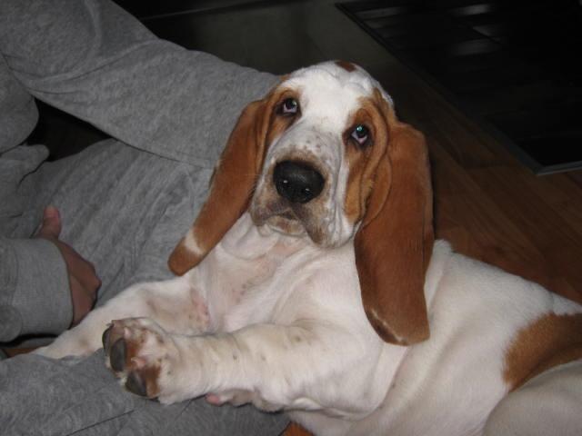 Basset hound Bertha billede 11