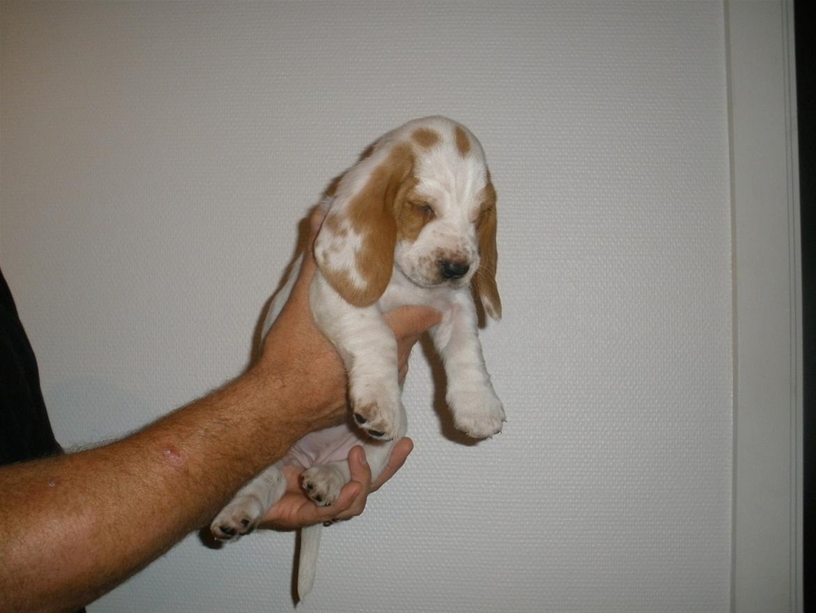 Basset hound Bertha billede 8