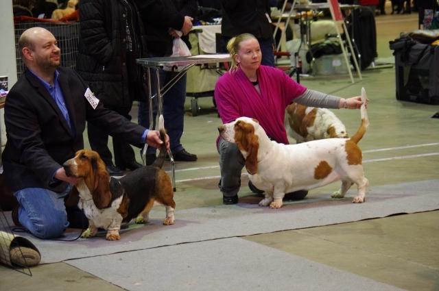 Basset hound Bertha billede 13