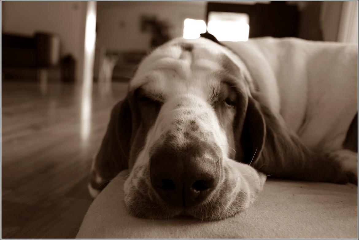 Basset hound Bertha billede 12