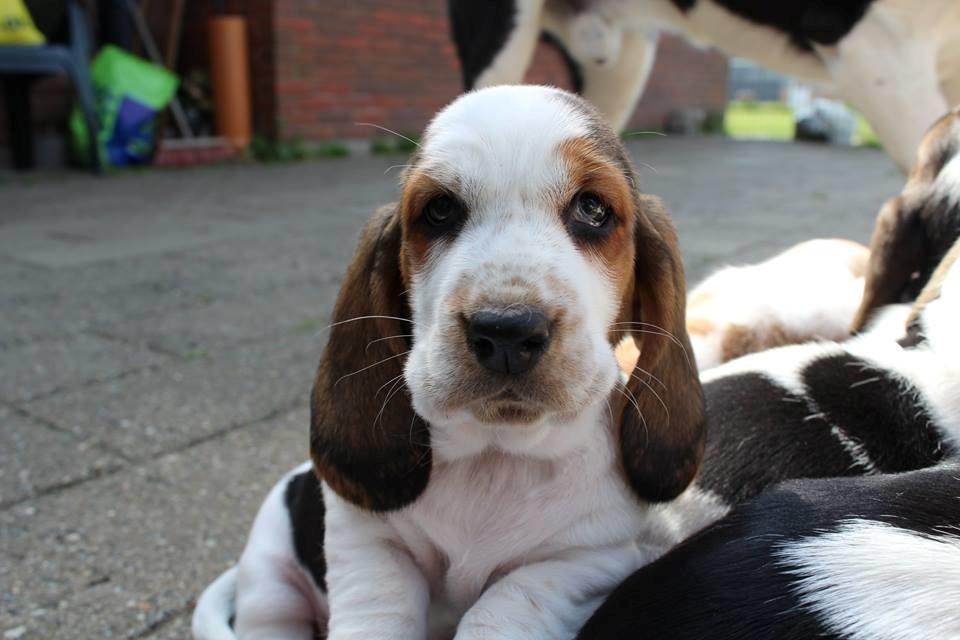 Basset hound Baffo Audi billede 1