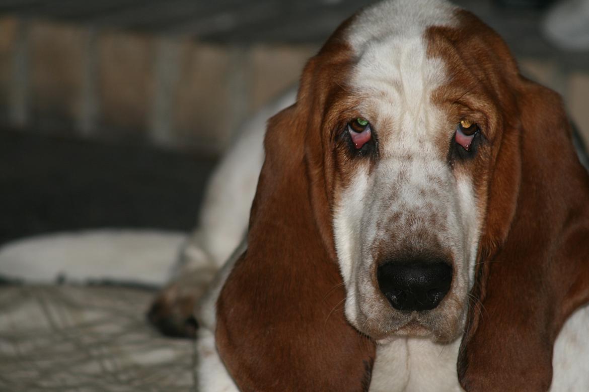 Basset hound Baffo Audi billede 4