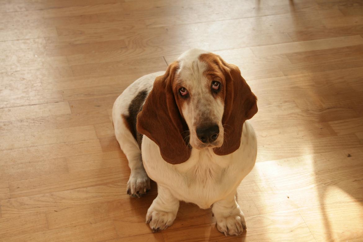 Basset hound Baffo Audi billede 7