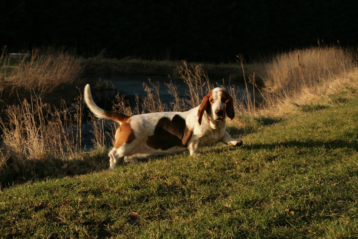 Basset hound Baffo Audi billede 10