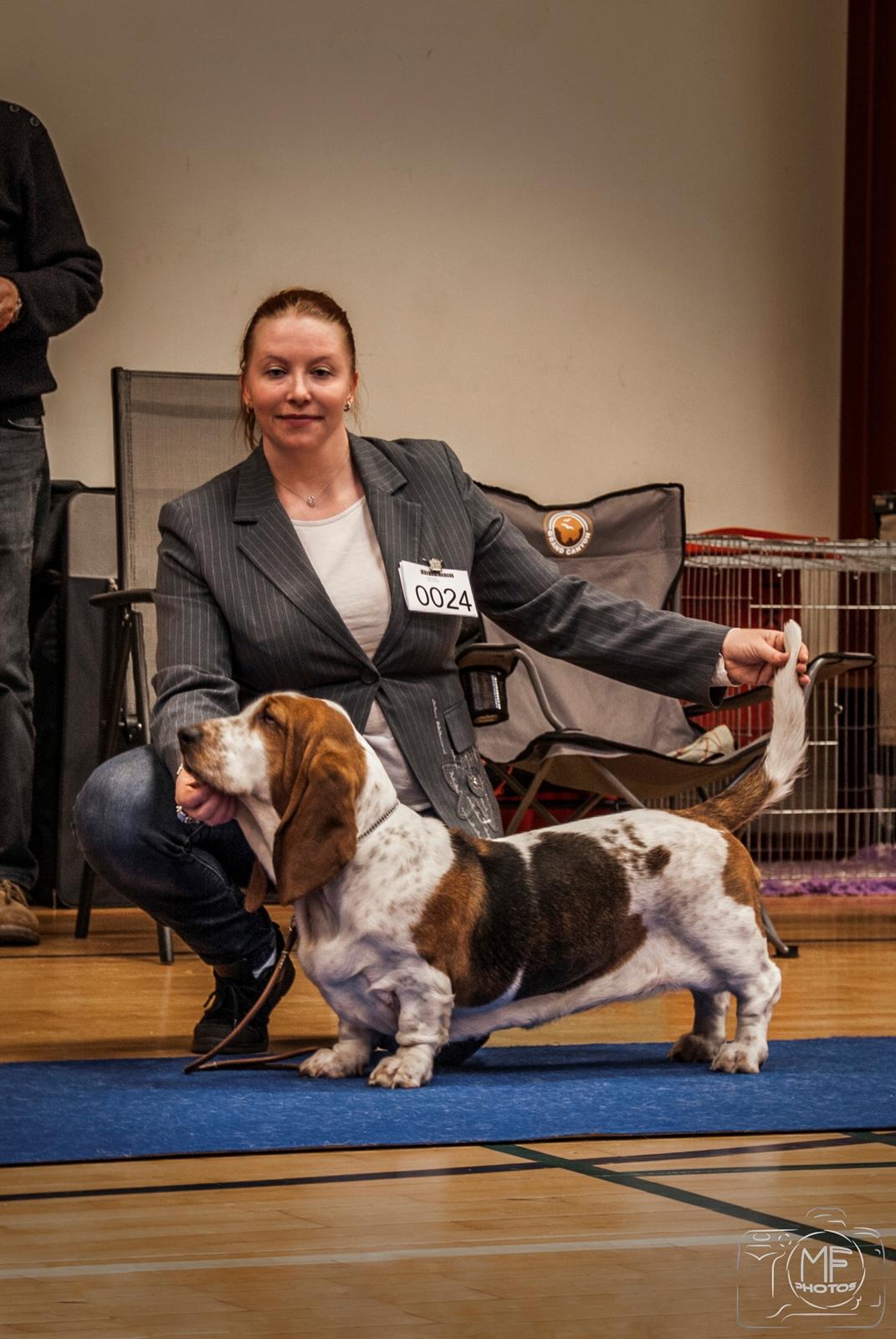 Basset hound Baffo Audi billede 13