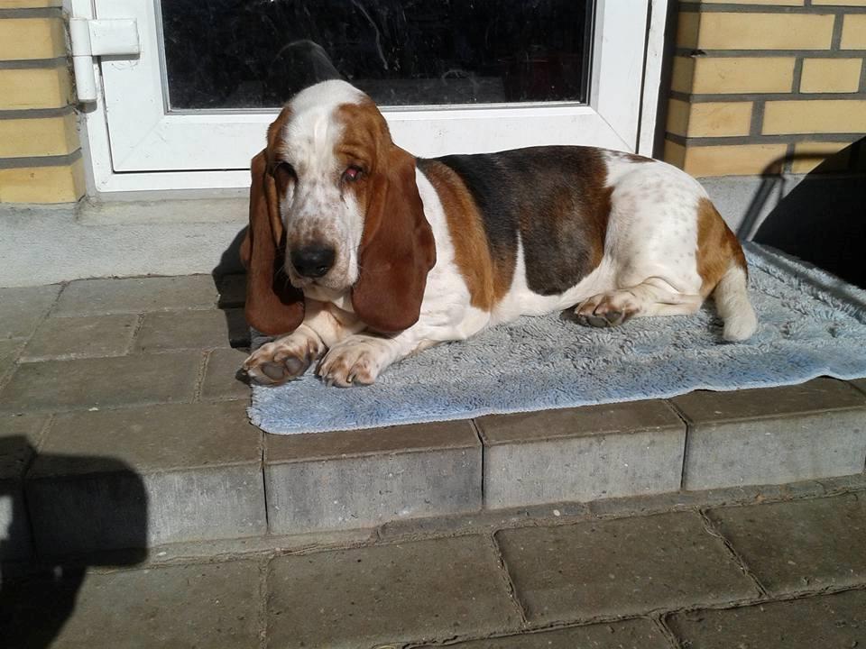 Basset hound Baffo Audi billede 2