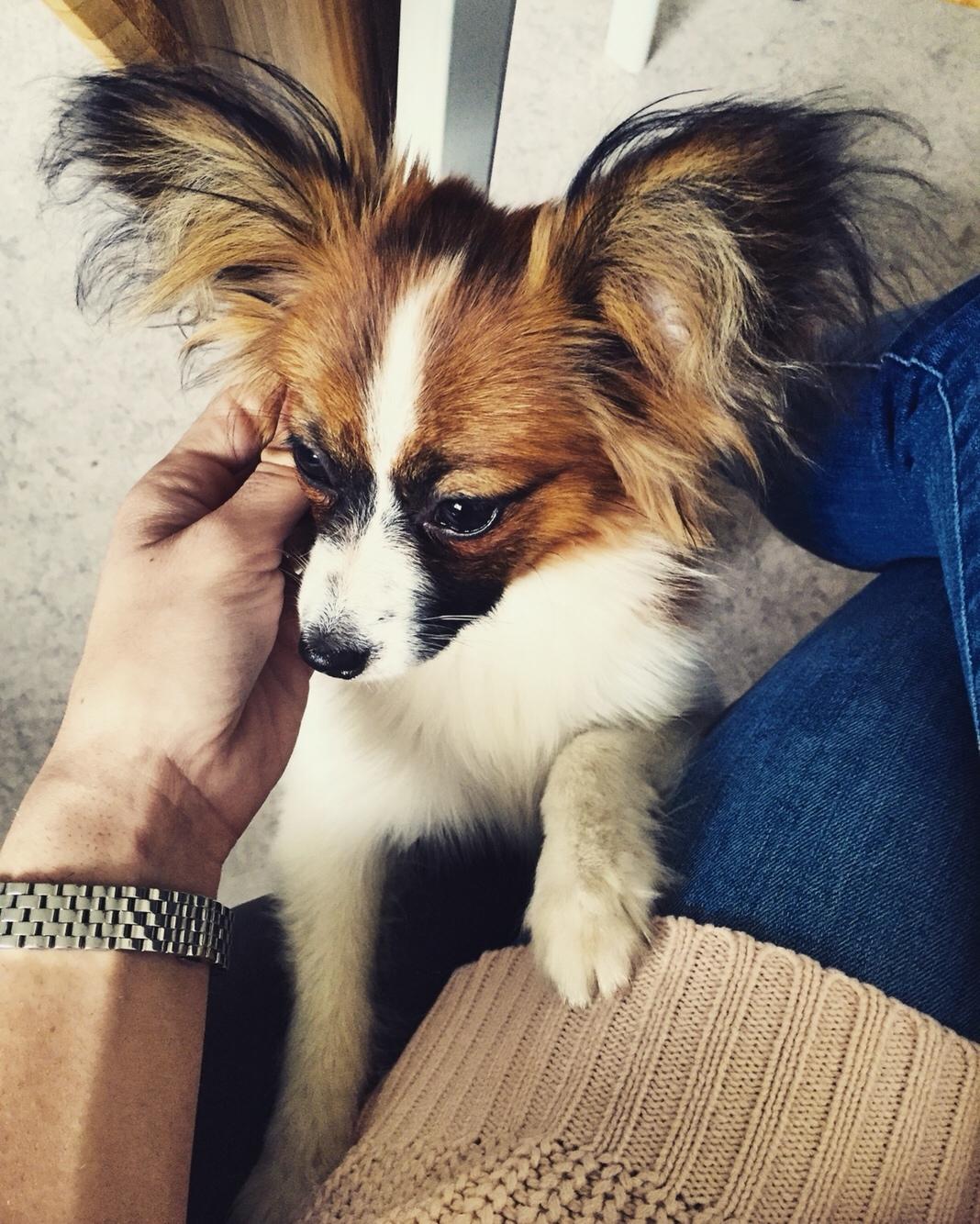 Papillon Nellie billede 30