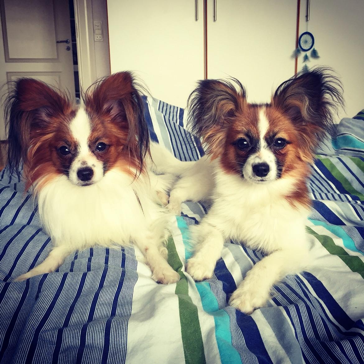 Papillon Nellie billede 31