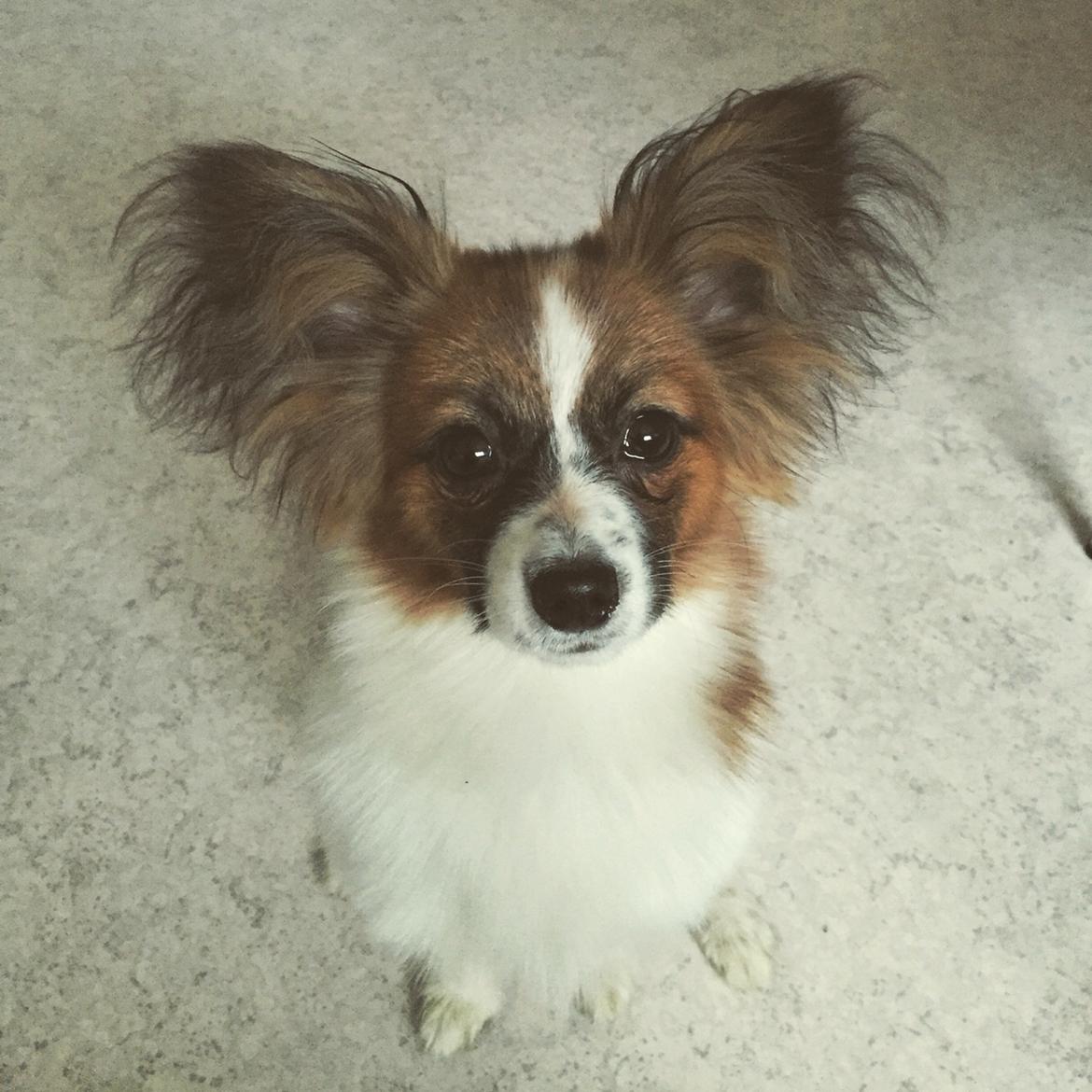 Papillon Nellie billede 33