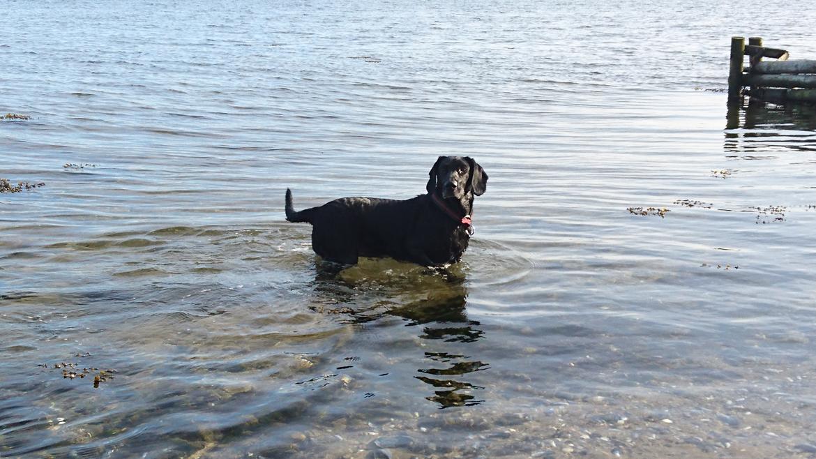 Blanding af racer Sille billede 16