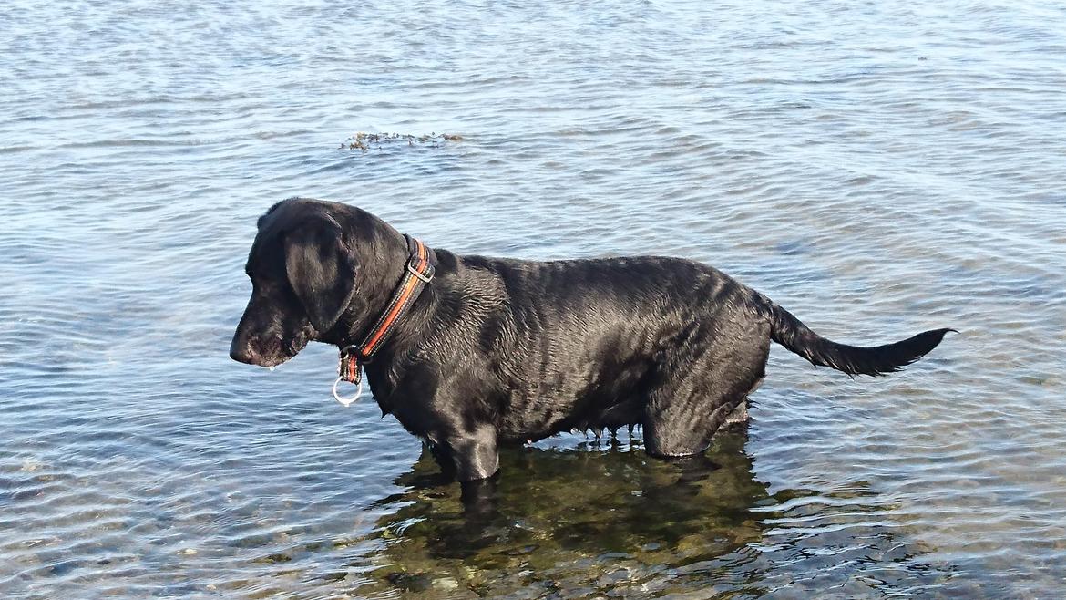 Blanding af racer Sille billede 15