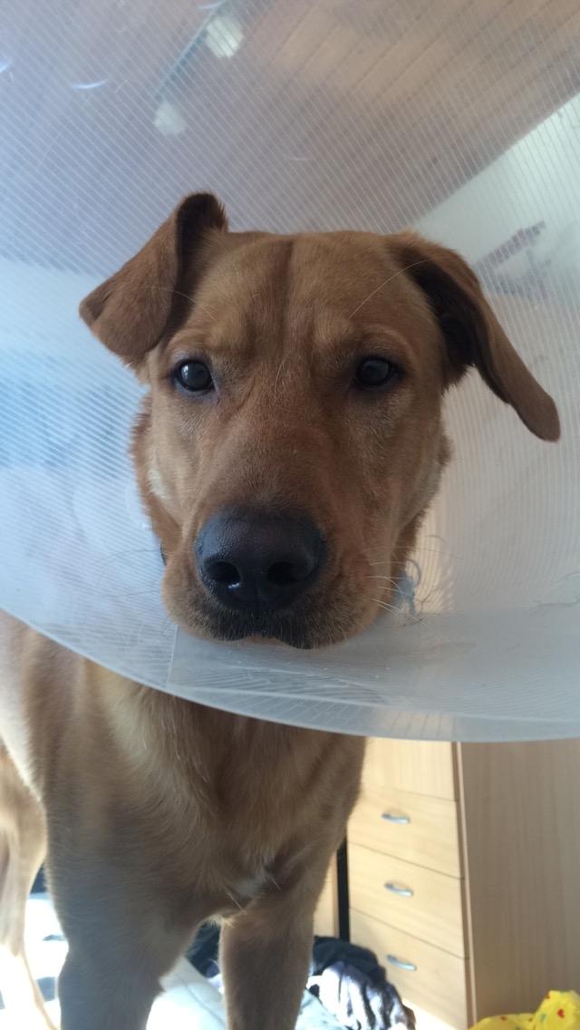 Blanding af racer Ozzy billede 1